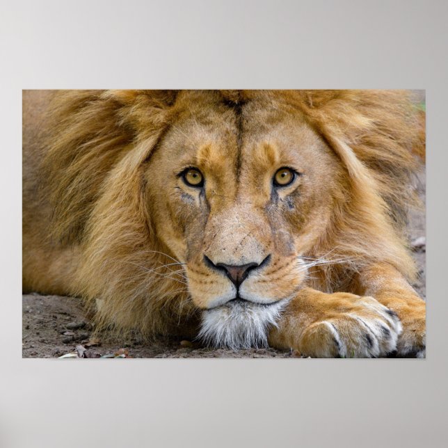 Póster Poster LION (Frente)