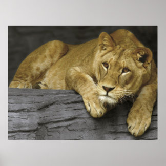 Póster Poster Lioness
