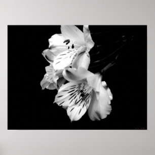 Póster Poster Lirio de Alstroemeria Blanca y Negra