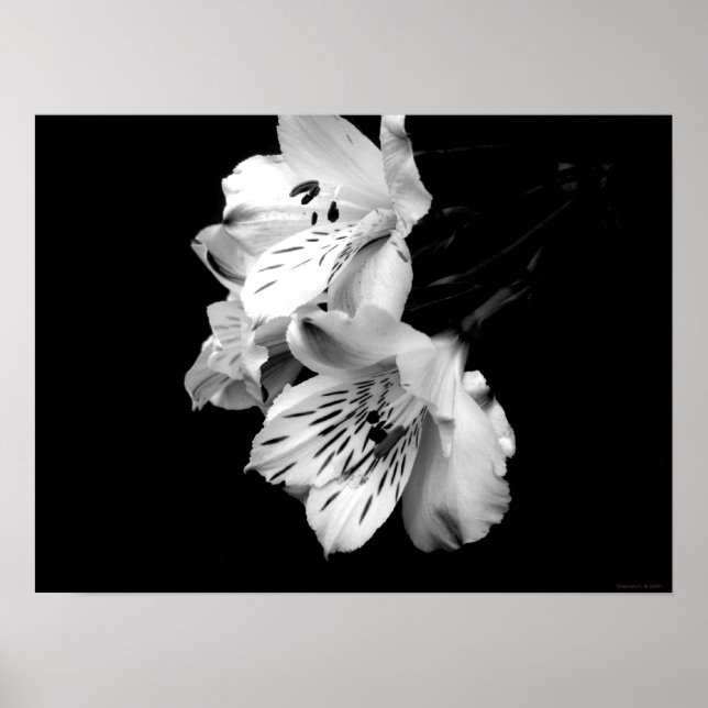 Póster Poster Lirio de Alstroemeria Blanca y Negra (Frente)