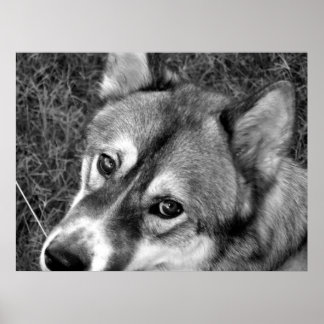 Póster Poster lobo (blanco y negro)