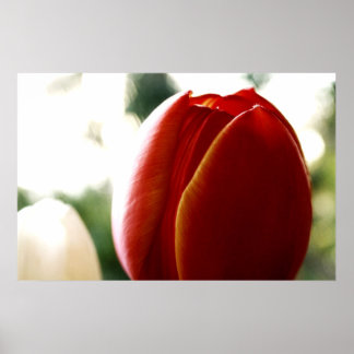 Póster Poster LoneRed Tulip