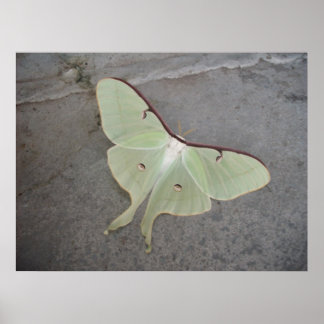 Póster Poster Luna Moth