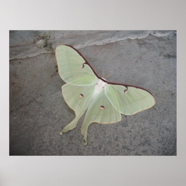 Póster Poster Luna Moth (Frente)