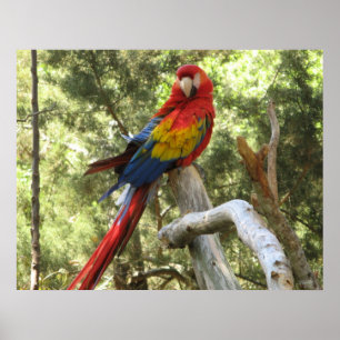 Póster Poster Macaw Parrot