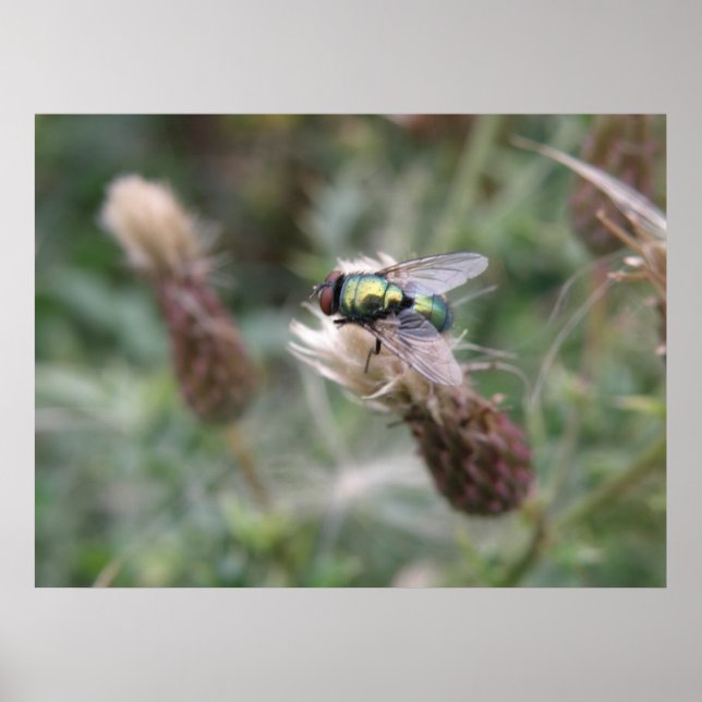 Póster Poster macro de la mosca verde de la botella (Frente)