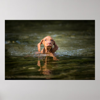 Póster Poster Magyar Vizsla Puppy verschiedene Größen!!
