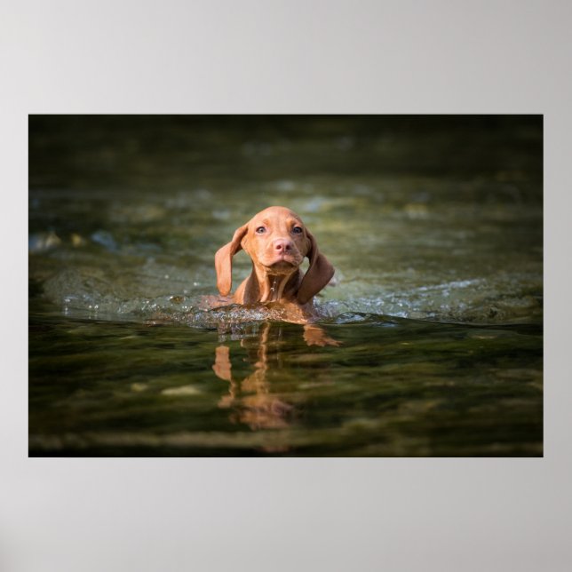 Póster Poster Magyar Vizsla Puppy verschiedene Größen!! (Frente)
