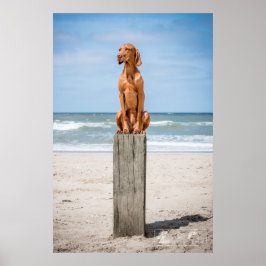 Póster Poster Magyar Vizsla verschiedene Größen!!