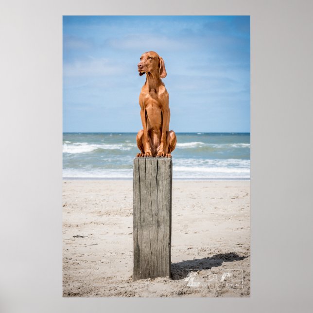 Póster Poster Magyar Vizsla verschiedene Größen!! (Frente)