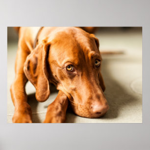Póster Poster Magyar Vizsla verschiedene Größen!!