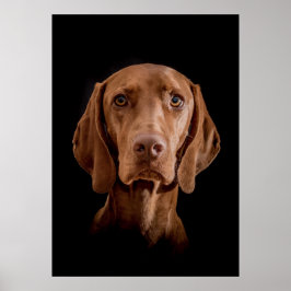 Póster Poster Magyar Vizsla verschiedene Größen!!