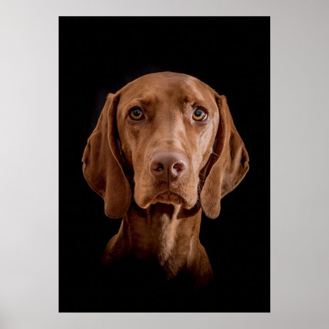 Póster Poster Magyar Vizsla verschiedene Größen!! (Frente)