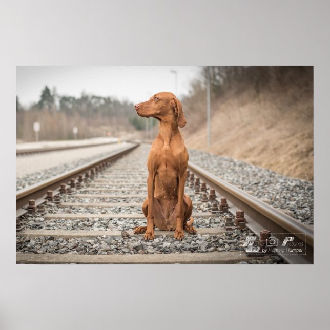 Póster Poster Magyar Vizsla verschiedene Größen!! (Frente)