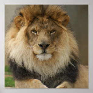 PÓSTER POSTER MAJESTUOSO DEL LEÓN