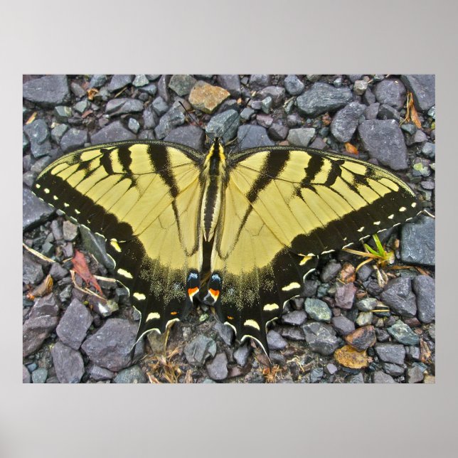 Póster Poster Male Eastern Tiger Swallowtail Butterfly (Frente)