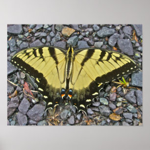 Póster Poster Male Eastern Tiger Swallowtail Butterfly