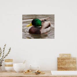 Póster Poster Male Mallard Duck