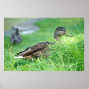 Póster Poster Mallard