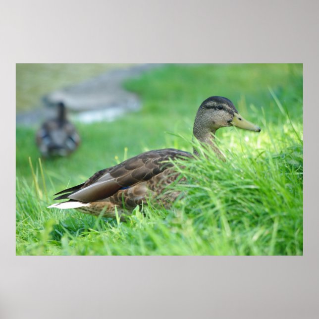 Póster Poster Mallard (Frente)