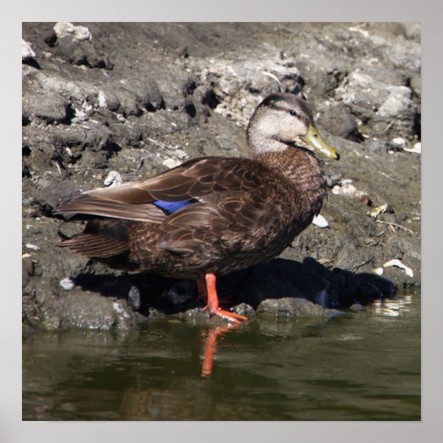Póster Poster Mallard Duck (Frente)