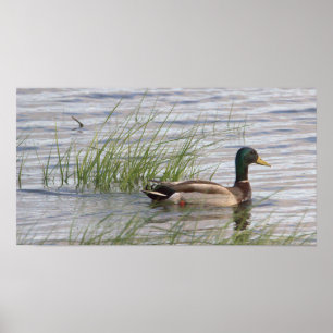 Póster Poster Mallard Duck