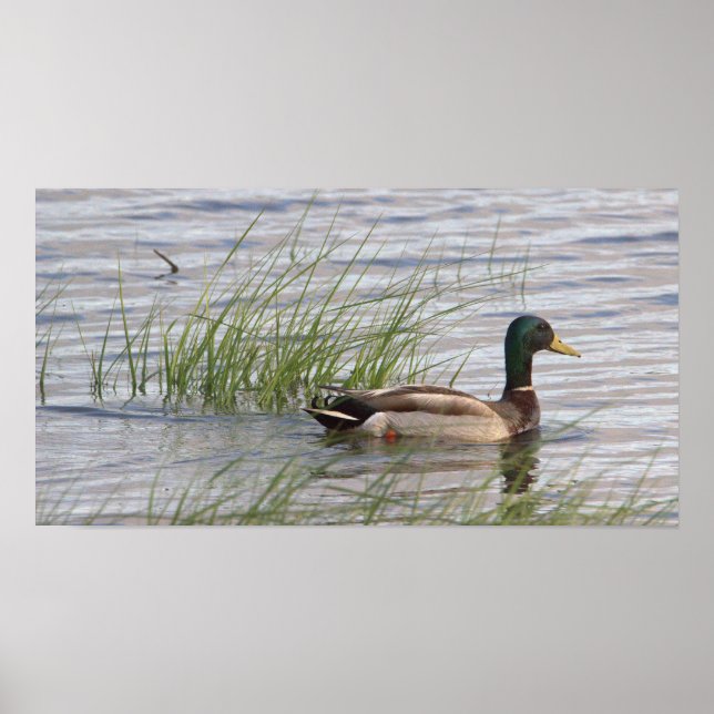 Póster Poster Mallard Duck (Frente)