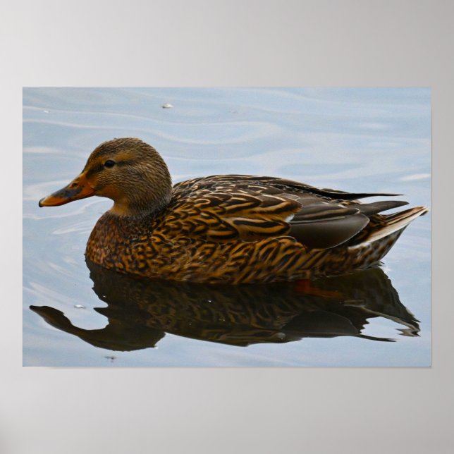Póster Poster Mallard Duck (Frente)
