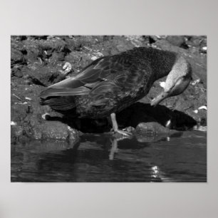 Póster Poster Mallard Duck