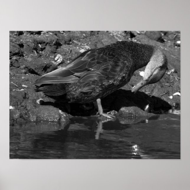 Póster Poster Mallard Duck (Frente)