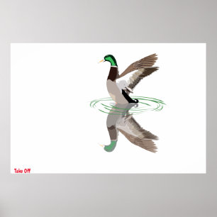 Póster Poster Mallard Duck