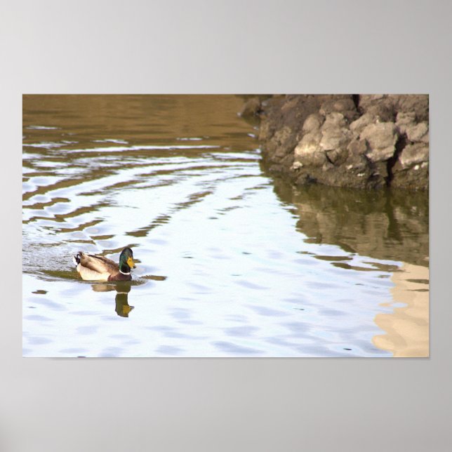 Póster Poster Mallard Duck (Frente)