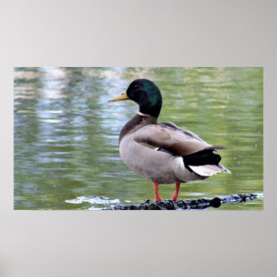 Póster Poster Mallard Duck