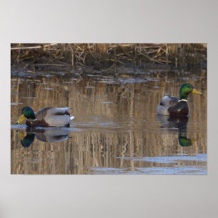 Póster Poster Mallard Ducks