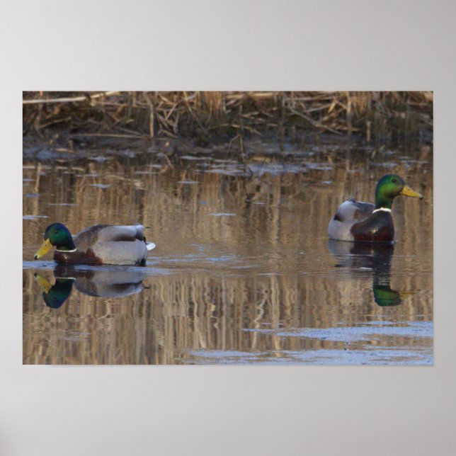 Póster Poster Mallard Ducks (Frente)