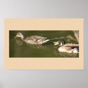 Póster Poster Mallard Ducks
