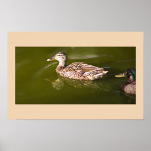 Póster Poster Mallard Ducks