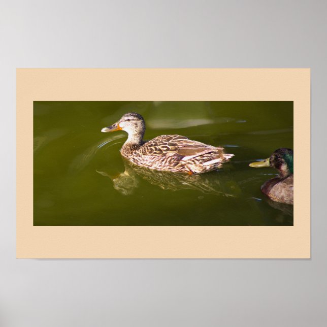 Póster Poster Mallard Ducks (Frente)