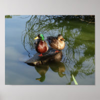 Poster Mallard Ducks #2