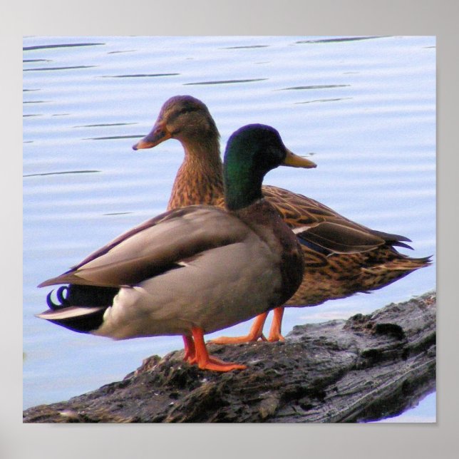Póster Poster Mallards (Frente)