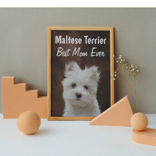 Póster Poster maltés de la mejor madre
