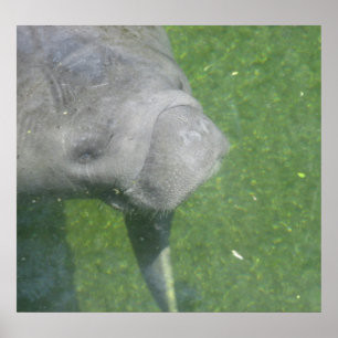 Póster Poster Manatee Smiles