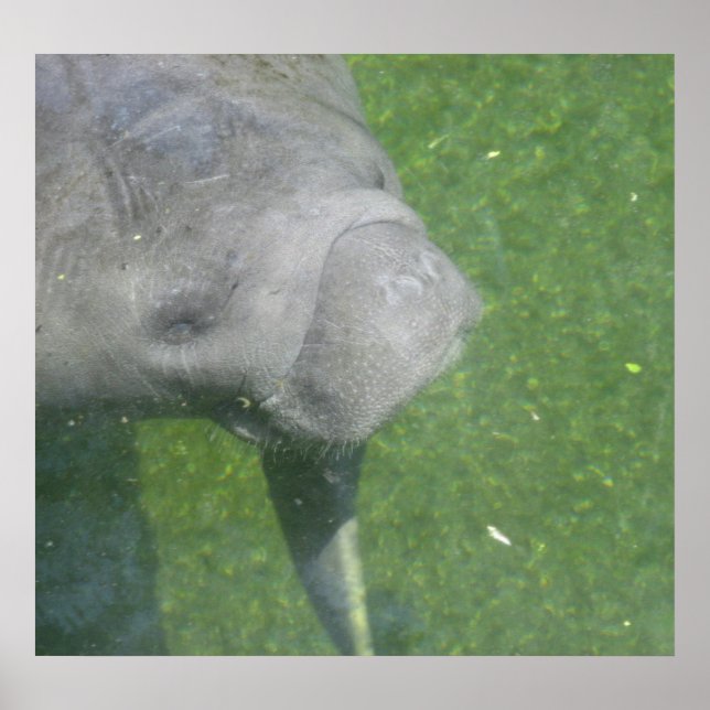 Póster Poster Manatee Smiles (Frente)