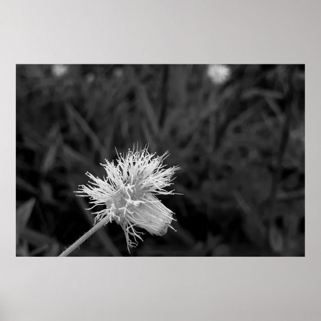 Póster Poster Maria fecha a porta  - danificada (Frente)