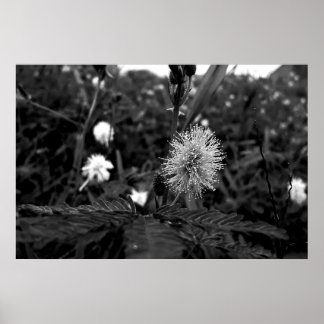 Póster Poster Maria fecha a porta - dark