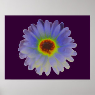 Póster Poster Marigold del Arcoiris