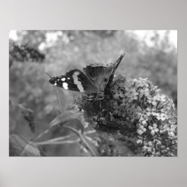Póster Poster - Mariposa almirante en blanco y negro