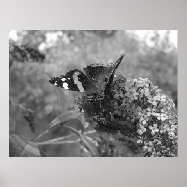 Póster Poster - Mariposa almirante en blanco y negro (Frente)