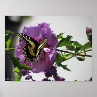 Póster Poster - Mariposa de cola Swallowtail