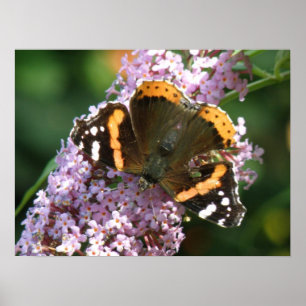 Póster Poster Mariposa y Buda del Almirante Rojo